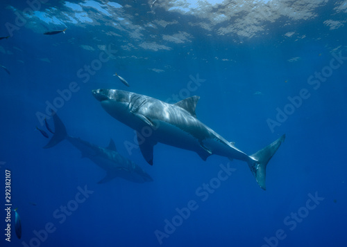 Great White Shark at Guadalupe Island, Baja California, Mexico. © Sasha