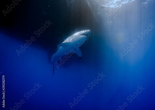 Great White Shark at Guadalupe Island, Baja California, Mexico. © Sasha