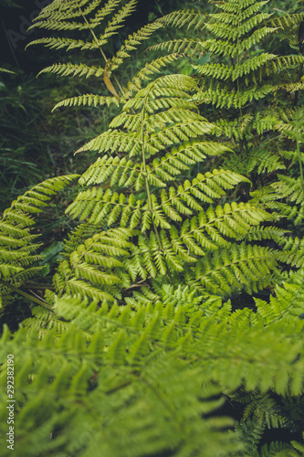 green fresh fern leaves in a forest on Sao Miguel, Azores, Portugal