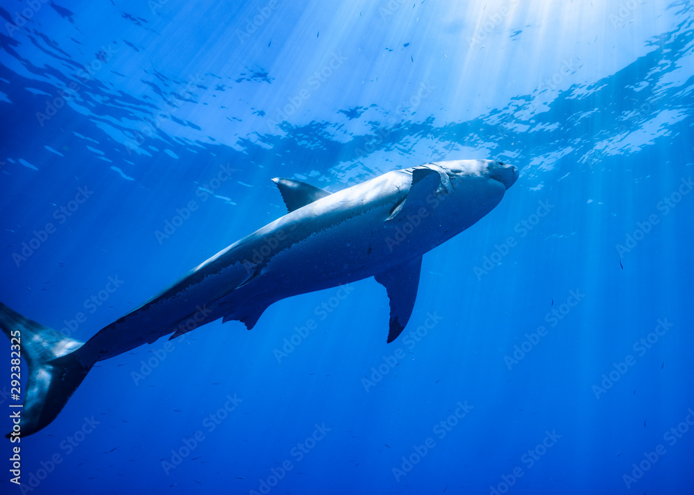 Great White Shark at Guadalupe Island, Baja California, Mexico. Great White Shark at Guadalupe Island, Baja California, Mexico.