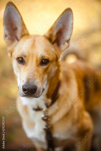 Portrait of a sad dog. Hungry dog in nature.