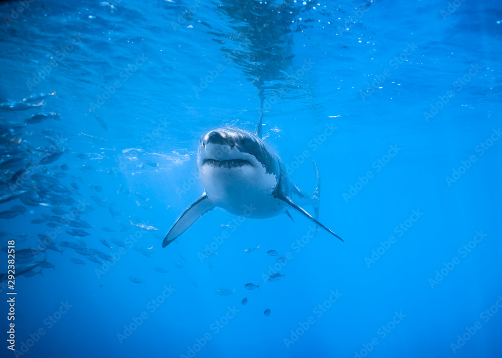 Obraz premium Great White Shark at Guadalupe Island, Baja California, Mexico.