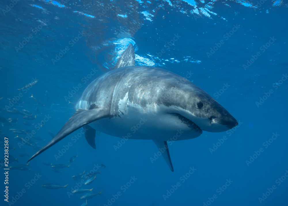 Naklejka premium Great White Shark at Guadalupe Island, Baja California, Mexico.