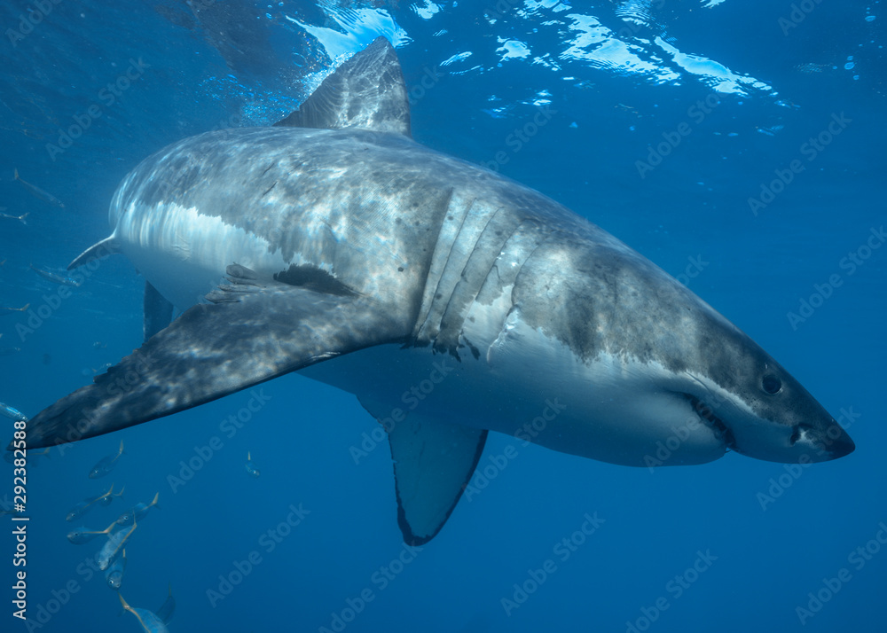 Fototapeta premium Great White Shark at Guadalupe Island, Baja California, Mexico.