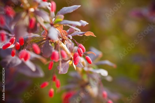 Barberry. Beautiful barberry in the garden. Berries of barberry. Photo background with barberry with fruits.