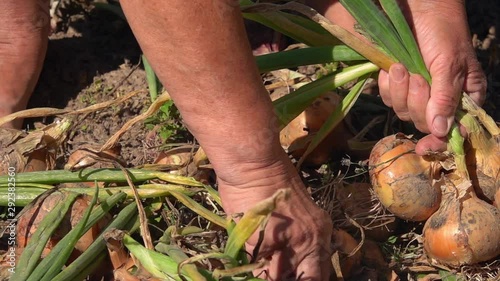 Farmer gathering crops of headed onions. Slow motion. Senior woman hands reaping a harvest of bio product growing in countryside. Harvesting in garden of fresh organic vegetables. Closeup shot.