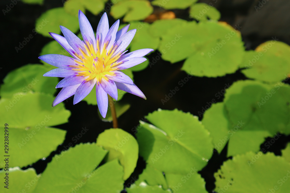 Purple lotus in the pond with green leaves background Purple lotus in the pond with green leaves background