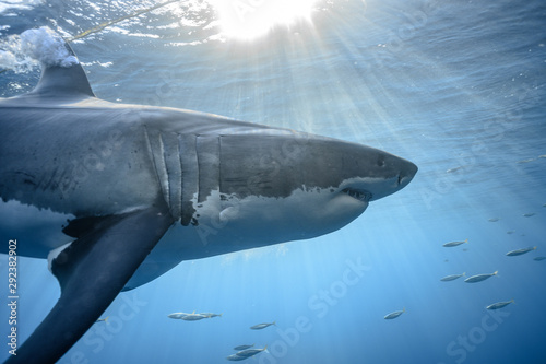 Great White Shark at Guadalupe Island  Baja California  Mexico.