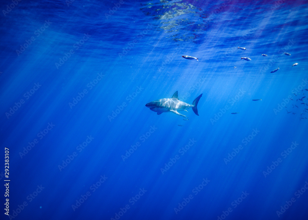 Great White Shark at Guadalupe Island, Baja California, Mexico.