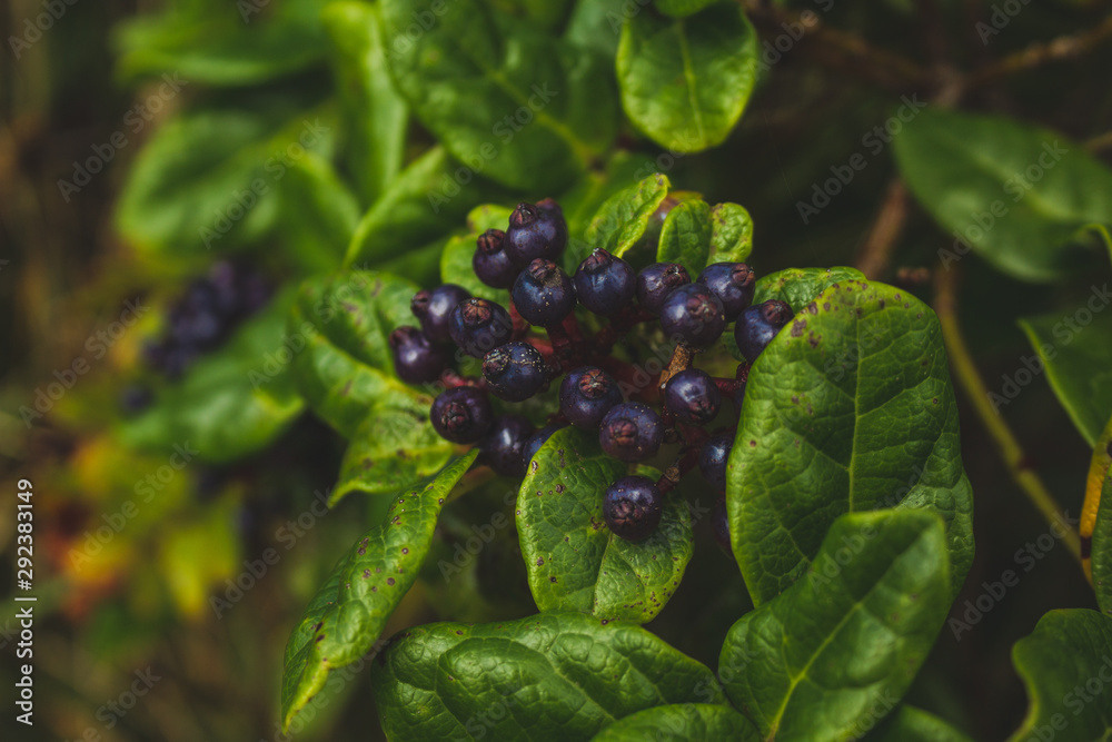 wild purple berries with green leaves on the island of Sao Miguel, Azores, Portugal wild purple berries with green leaves on the island of Sao Miguel, Azores, Portugal