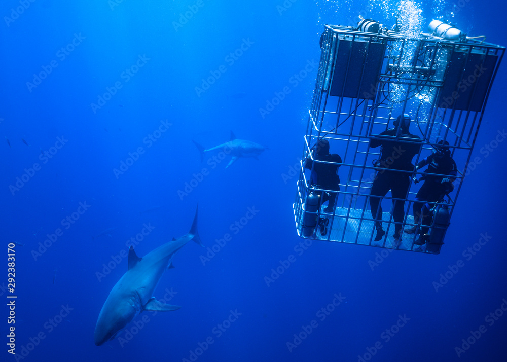 Naklejka premium Great White Shark at Guadalupe Island, Baja California, Mexico.