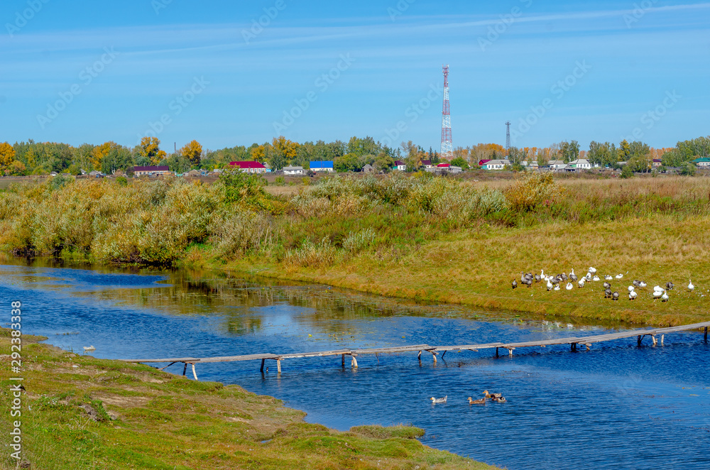 Obraz premium Domestic geese gray and white sit on the grass in the field in flocks and swim on the river at a small wooden bridge on the background of village houses and communication towers.