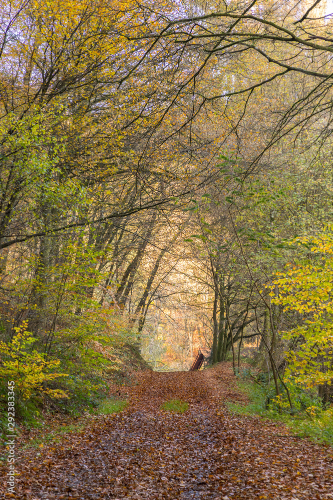 Naklejka premium Herbstwald