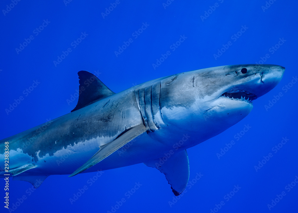 Fototapeta premium Great White Shark at Guadalupe Island, Baja California, Mexico.