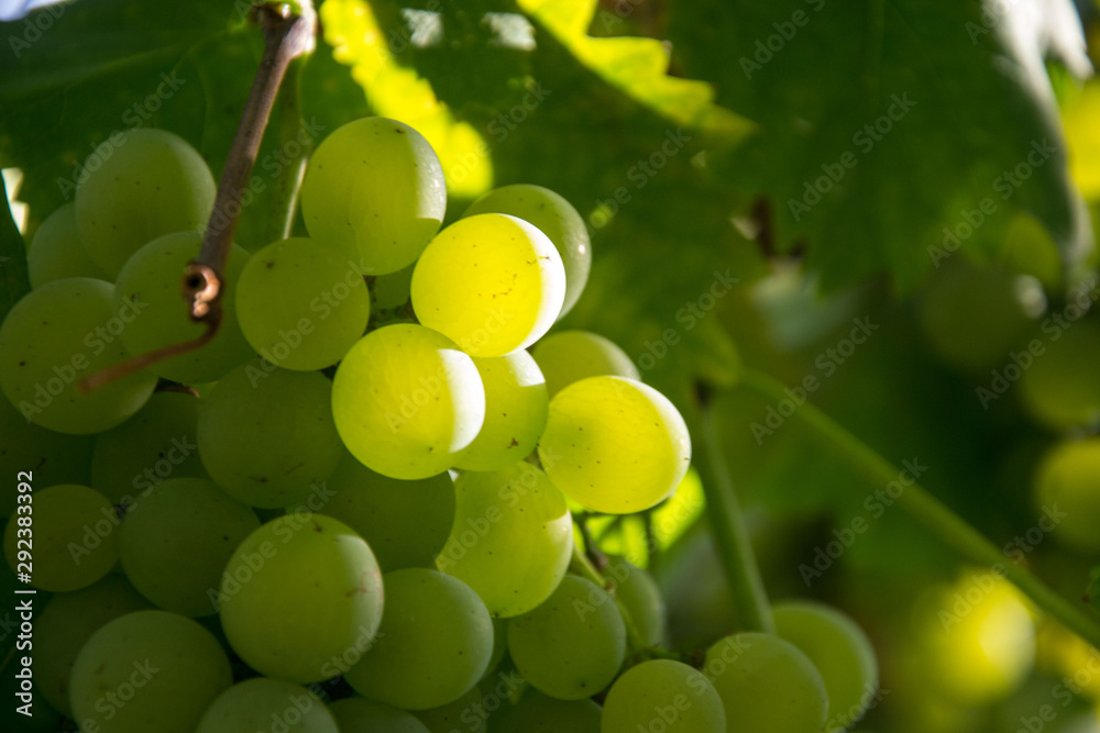 Close-up of ripe green wine grapes on vine, vineyards in autumn harvest. Fruits in fall. beautiful grapes ready for harvesting Close-up of ripe green wine grapes on vine, vineyards in autumn harvest. Fruits in fall. beautiful grapes ready for harvesting