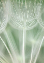 Sierkussen Pistachekleur Paardenbloem zaadpluis in close-up  © Alex Donnelly