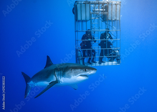 Great White Shark at Guadalupe Island, Baja California, Mexico.