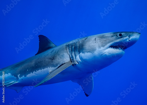 Great White Shark at Guadalupe Island, Baja California, Mexico.