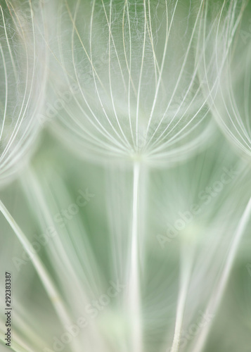 Salsify / Dandelion Seed Head close-up photo