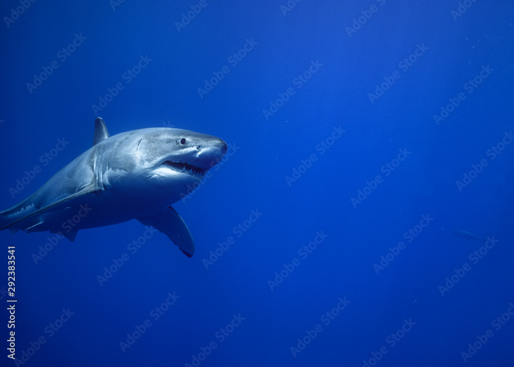 Great White Shark, Guadalupe Island, Isla Guadalupe, White Shark, Cage Diving