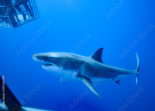 Great White Shark, Guadalupe Island, Isla Guadalupe, White Shark, Cage Diving
