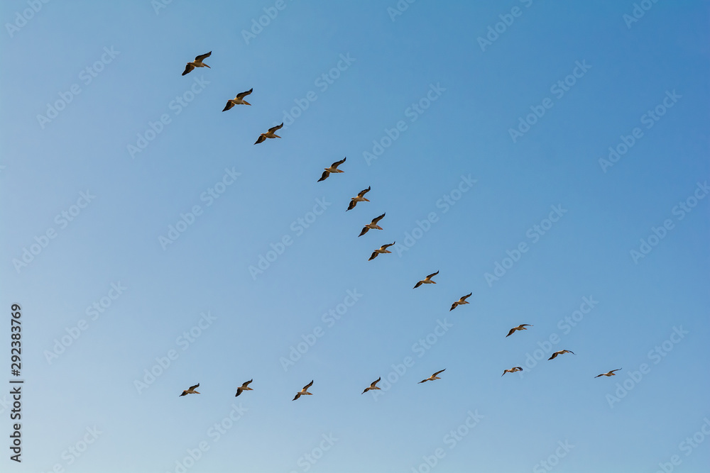 Group of pelicans flying in flock in blue sky background Group of pelicans flying in flock in blue sky background