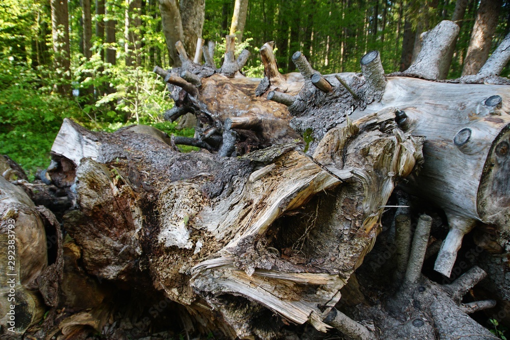 Baumstämme und Wurzeln Baumstämme und Wurzeln