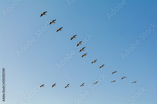 Group of pelicans flying in flock in blue sky background
