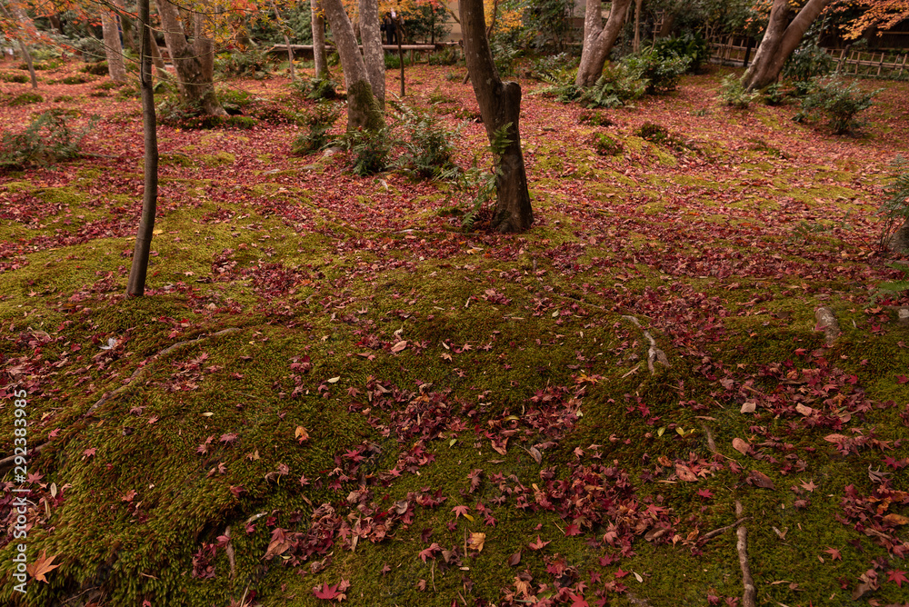 A lot of fallen leaves in the garden of Japanese Giouji temple in Kyoto. A lot of fallen leaves in the garden of Japanese Giouji temple in Kyoto.