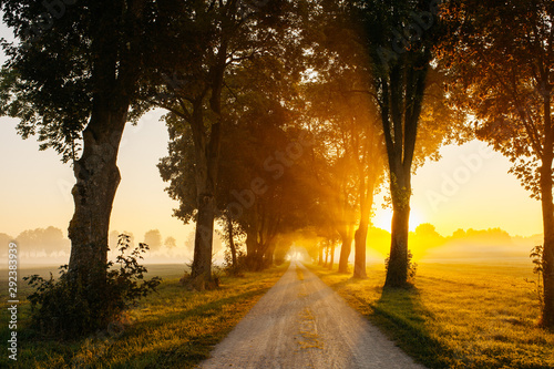Misty gravel road ally on a cold autumn morning. Sunbeams in the morning mist creating a very moody almost magical scenery. Perfect for inspirational images.