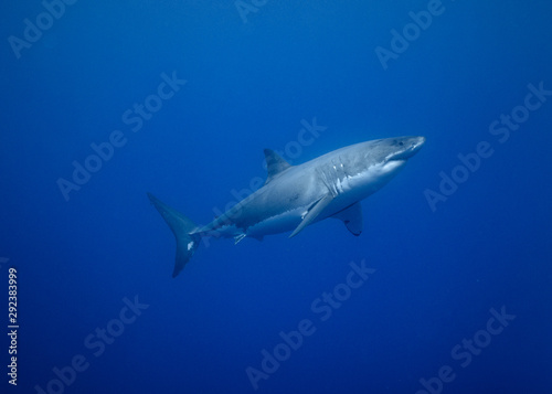 Great White Shark, Guadalupe Island, Isla Guadalupe, White Shark, Cage Diving © Sasha