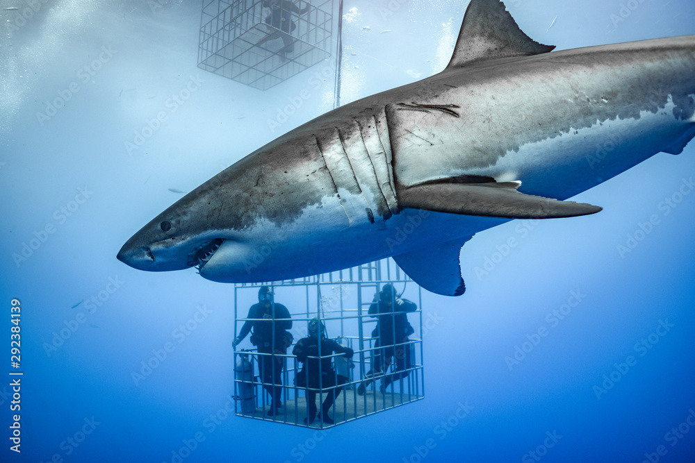 Great White Shark Guadalupe Island Isla Guadalupe White Shark Cage Great White Shark Guadalupe Island Isla Guadalupe White Shark Cage