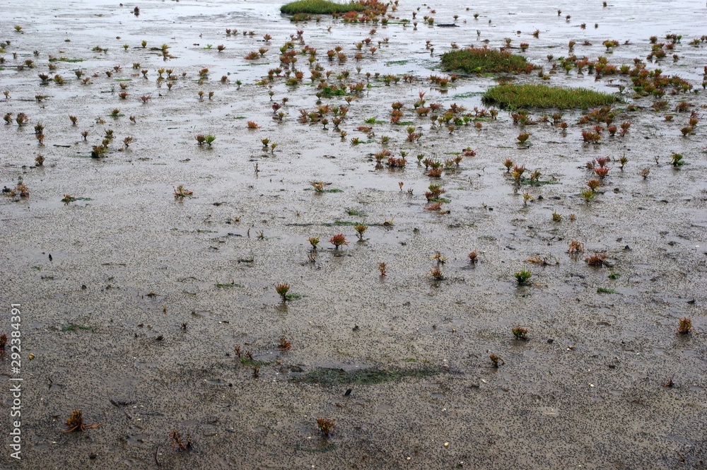 Fototapeta premium Salzwiesen und Marschlandschaft