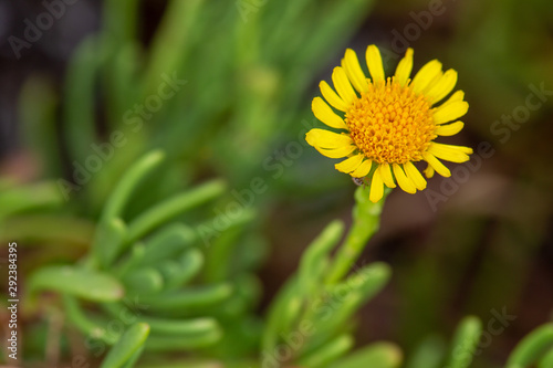 Macrophotographie de fleur sauvage - Inule fausse criste - Limbarda crithmoides