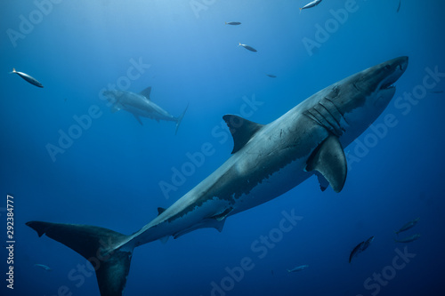 Great White Shark at Guadalupe Island  Baja California  Mexico.