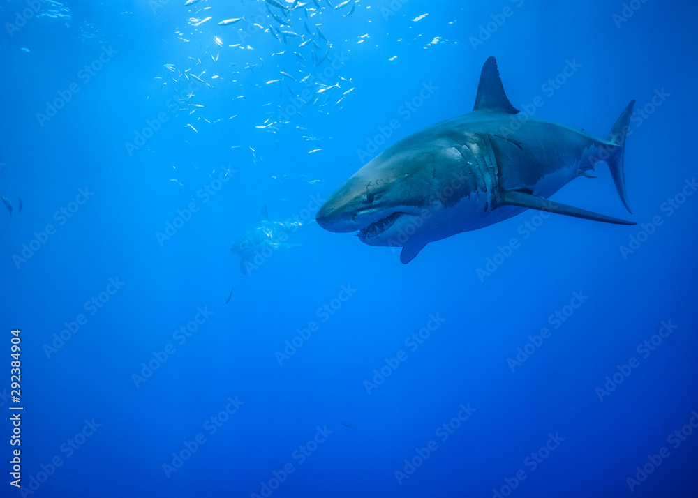 Obraz premium Great White Shark at Guadalupe Island, Baja California, Mexico.