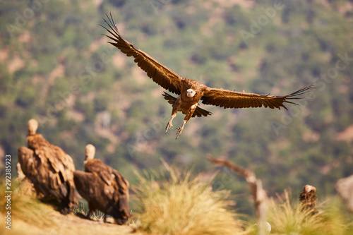 European Vulture in nature from spain