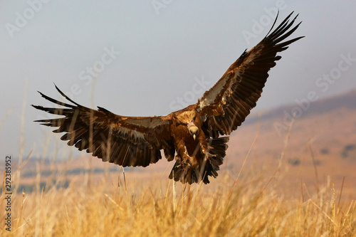 European Vulture in nature from spain © Photography by Ruiz