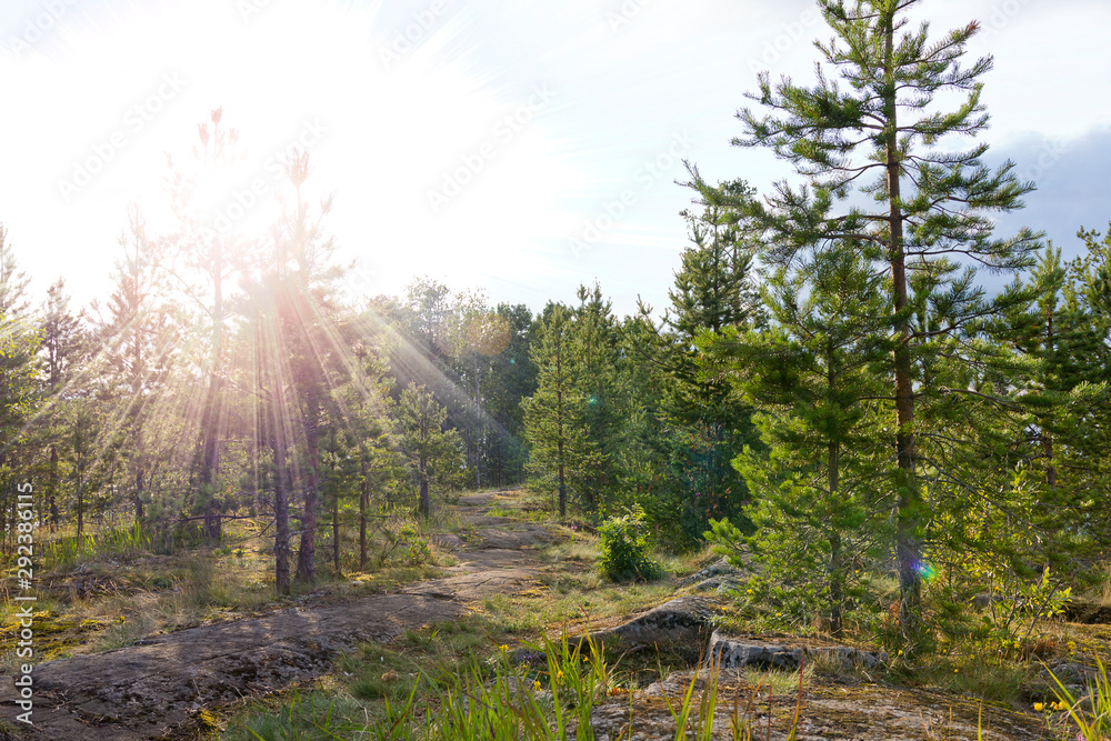 Fototapeta premium the rays of the sun through the crowns of trees in the evening in the forest