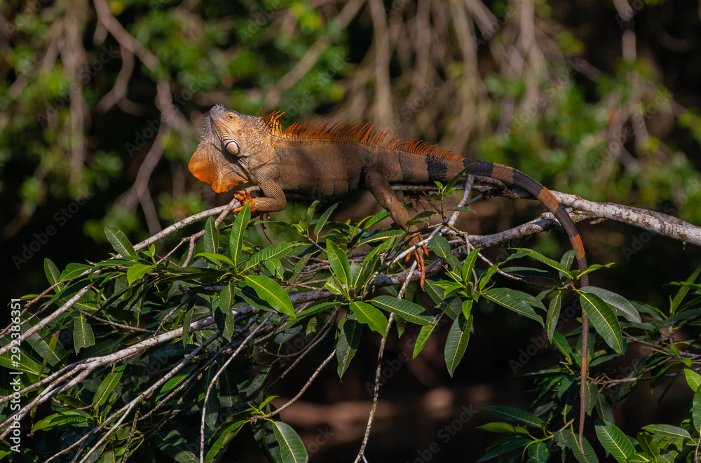 Male Green Iguana in Tree