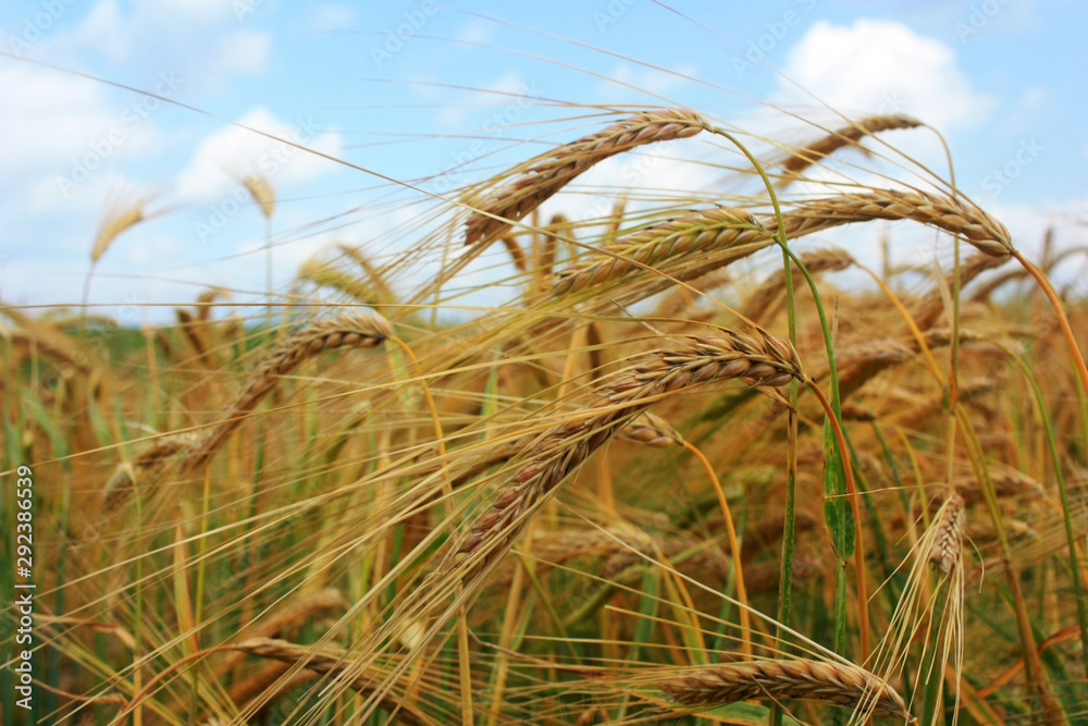 Fototapeta premium Golden ears of wheat in the field