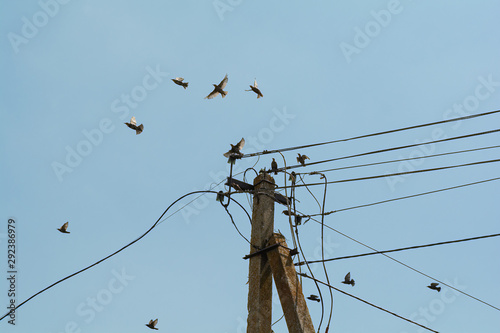 Flock of song thrushes flying against clear sky photo