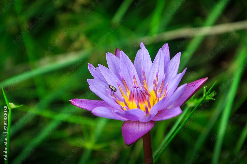 lotus flower with bug