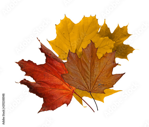Maple leaf nuances in fall on a white baclground