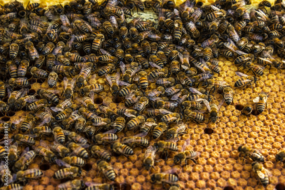 Close up view of the working bees on honeycombs Close up view of the working bees on honeycombs