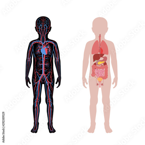 internal organs and circulatory system of boy