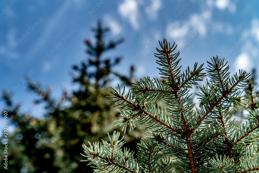 Turquoise branches spruce on the blue sky background Turquoise branches spruce on the blue sky background