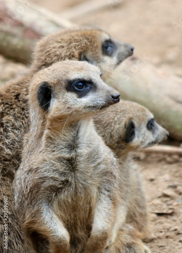 A Meerkat Sentry, and Two Other Mob Members, Stay Alert to Warn of Danger © Derrick Neill