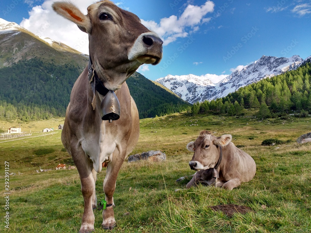 In alpe - vacche al pascolo