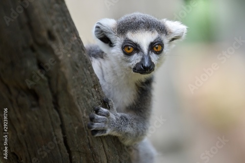 ring tailed lemur photo
